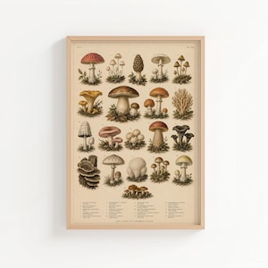 May include: A framed botanical print featuring a grid of various mushroom species in earthy tones of brown, red, and cream. The illustration includes detailed drawings of fungi with scientific labels at the bottom, all set against a light beige background.