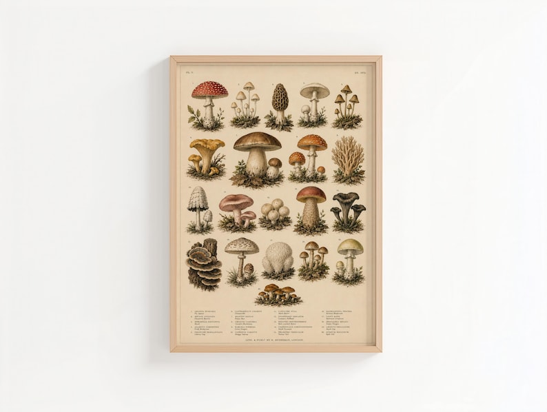 May include: A framed botanical print featuring a grid of various mushroom species in earthy tones of brown, red, and cream. The illustration includes detailed drawings of fungi with scientific labels at the bottom, all set against a light beige background.
