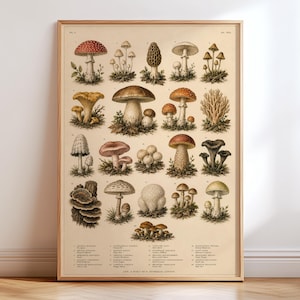 Vintage Mushroom Chart Poster, Botanical Mushroom Print, Antique Fungi Illustration, Cottagecore Wall Art, Natural History Decor