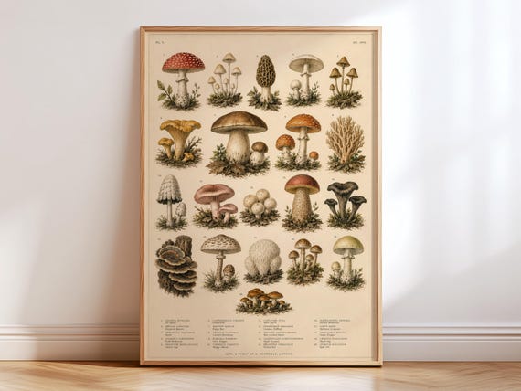 Vintage Mushroom Chart Poster, Botanical Mushroom Print, Antique Fungi Illustration, Cottagecore Wall Art, Natural History Decor