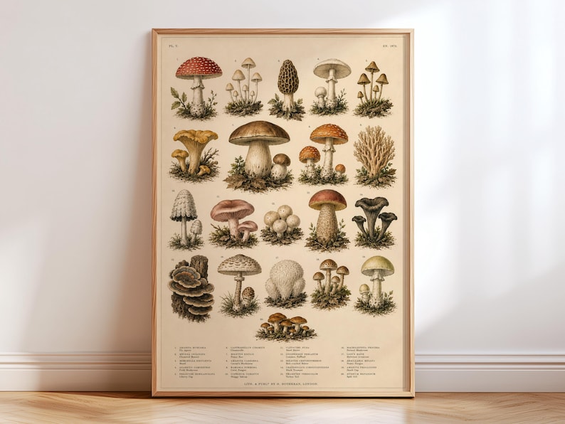 Vintage Mushroom Chart Poster, Botanical Mushroom Print, Antique Fungi Illustration, Cottagecore Wall Art, Natural History Decor