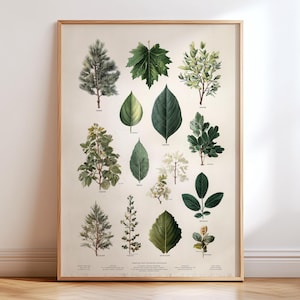 Puede incluir: Un grabado botánico enmarcado con ilustraciones detalladas de diversas hojas y plantas. La obra de arte presenta una gama de tonos verdes, sobre un fondo beige claro. El marco de madera añade un toque clásico al tema botánico.