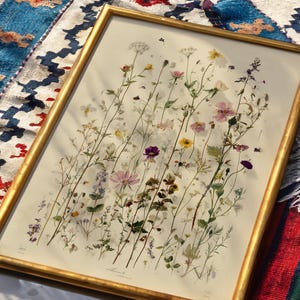 Field Flower Herbarium Print, Natural History Botanical Illustration, Museum Style Floral Poster image 2