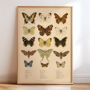May include: A framed vintage-style poster on a light beige background featuring a grid of fourteen detailed butterfly and moth illustrations. Each insect is numbered and labelled with text at the bottom, showcasing various species in shades of yellow, brown, blue, and green.