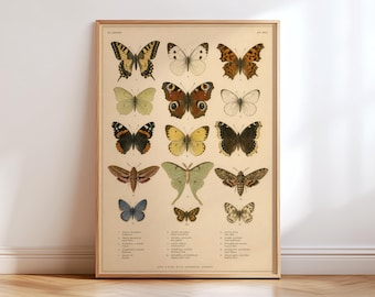 Può includere: Un poster incorniciato in stile vintage su sfondo beige chiaro che presenta una griglia di quattordici illustrazioni dettagliate di farfalle e falene. Ogni insetto è numerato e contrassegnato da un testo in basso, mostrando varie specie in tonalità di giallo, marrone, blu e verde.