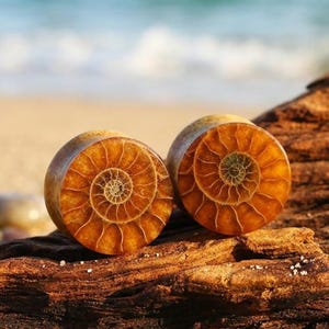 May include: A pair of circular ear plugs featuring a natural amber-colored ammonite fossil pattern. The surface of each plug displays a detailed, spiraling shell structure with radiating lines in shades of golden brown and orange.