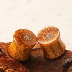 May include: A pair of cylindrical ear plugs featuring a polished amber-colored surface with a detailed, spiraling ammonite fossil pattern. The sides of the plugs exhibit a textured, mottled brown appearance with a smooth, slightly concave shape.