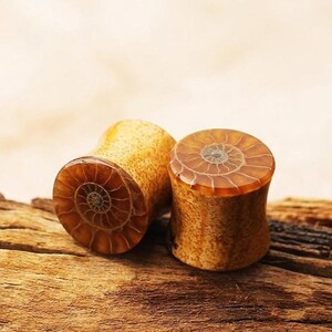 May include: A pair of cylindrical ear plugs featuring a polished amber-colored face with a detailed spiral ammonite fossil pattern. The sides of the plugs have a textured, light tan, porous appearance resembling organic bone or fossilized material.