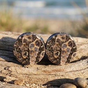 Peut inclure: Une paire d'écarteurs d'oreilles circulaires présentant une surface polie avec un motif fossilisé naturel. La pierre affiche une couleur de base brun foncé et noir avec des inclusions organiques en spirale et circulaires claires.