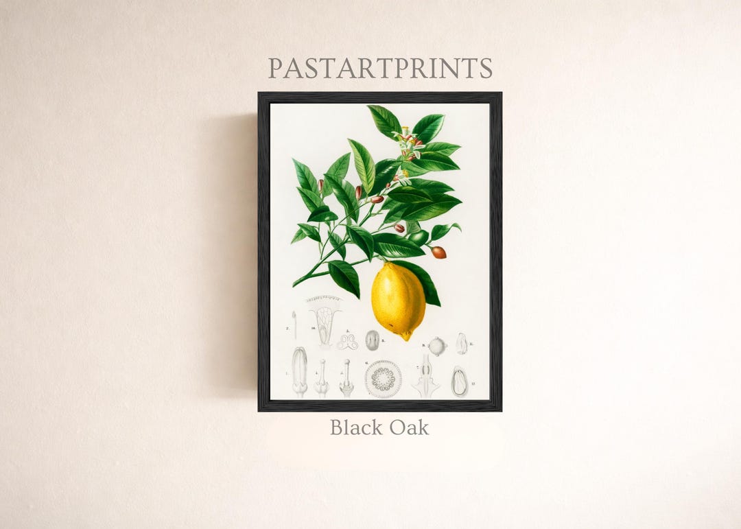 Vintage Lemon Botanical Illustration Art Print - Etsy