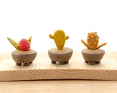Three Miniature Potted Plants on wood base