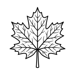May include: A black and white line drawing of a maple leaf. The illustration features a central stem and symmetrical lobes with pointed tips. The interior of the leaf displays a detailed network of veins rendered in thin, clean black lines.