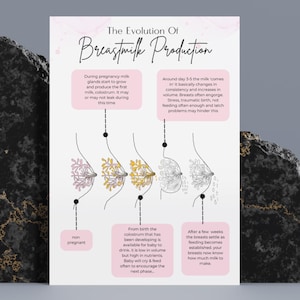 Póster educativo digital sobre lactancia materna / Plantilla PDF y Canva Anatomía de la lactancia materna / Fisiología del calostro / Alimentación infantil durante el parto