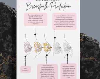 Digital Lactation Education Poster | PDF & Canva Template Breastfeeding Anatomy | Colostrum physiology | Childbirth Infant Feeding