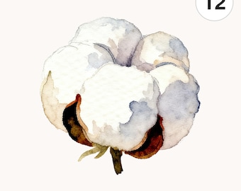 12 Watercolor Cotton Boll PNG Clipart | Printable Digital Download for Scrapbooking and Cards