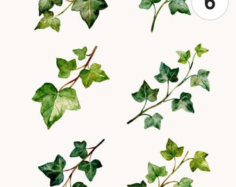 6 Ivy Branches Clipart Set | Watercolor Floral PNG Bundle | Printable Commercial Use