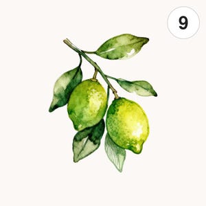 May include: Watercolour illustration of two green limes on a branch with leaves. The image has a soft, artistic style, with a focus on the fruit and foliage. The image includes the text "Commercial license", "Printable", "JPG", and "PNG".