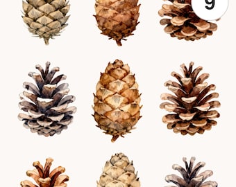9 Watercolor Pine Cone Bundle Clipart Set | Botanical PNG & JPG | Printable Commercial Use