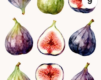 9 Watercolor Fig Fruit Clipart Set | PNG & JPG | Printable Commercial Use Digital Download