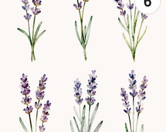 6 Watercolor Lavender Stem Clipart Set | Grass Theme Digital Graphics | PNG & JPG Printable Graphics