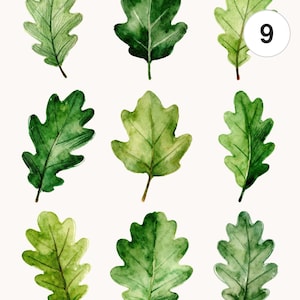 May include: Nine watercolour illustrations of oak leaves in shades of green. The leaves have detailed veining and are set against a white backdrop. The image includes the text "Commercial license", "Printable", "JPG", and "PNG".