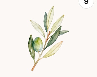9 Watercolor Olive Branch PNG Clipart | Printable Digital Download for Cards and Scrapbooking
