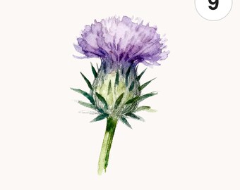 9 Thistle Waterflower PNG Clipart | Watercolor Digital Download for Scrapbooking and Cards