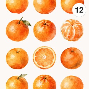 May include: Watercolor illustration of twelve oranges, some whole, some halved, and one peeled. The oranges are a vibrant orange color with a textured appearance. The image includes the text "Commercial license", "Printable", "JPG", and "PNG".
