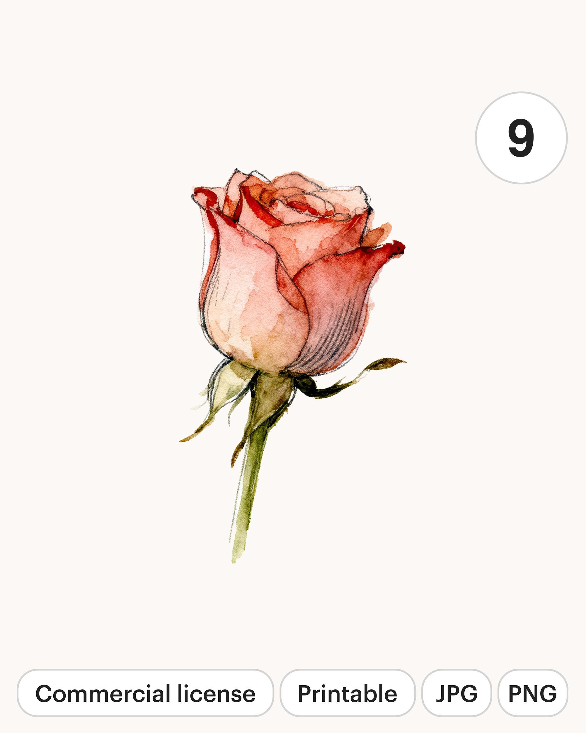 9 Watercolor Roses Set PNG Clipart | Printable Digital Download for ...