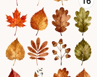 16 Brown Autumn Leaves Acorn Clipart Set | Watercolor PNG & JPG | Printable Commercial Use