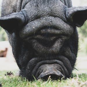 Könnte beinhalten: Nahaufnahme des Gesichts eines schwarzen Schweins, mit Fokus auf seine Schnauze und faltige Haut. Das Schwein grast auf grünem Gras, wobei seine Ohren auf beiden Seiten seines Kopfes sichtbar sind. Das Bild ist in natürlichem Licht aufgenommen.