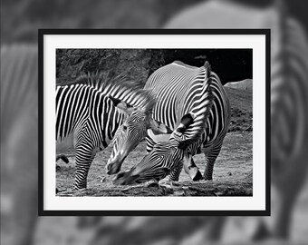 Perfect geometry -- Two zebras playing together [Beauval, France]
