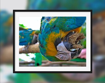 A different eye -- Blue and yellow macaw playing with a branch [Deshaies, Guadeloupe]