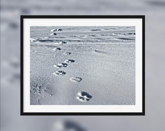 As gentle as a bear -- Dog tracks on snow [Val d'Isère, France]