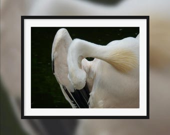 Unique elegance -- Shy white swan with elegance [Beauval, France]