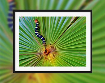 Adventure of a rasta -- Frangipani caterpillar on a palm leaf [Les Abymes, Guadeloupe]