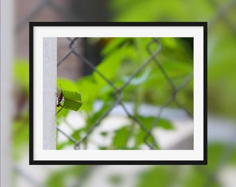 Employee of the month -- Ant climbing with a leaf on its back [Les Abymes, Guadeloupe]