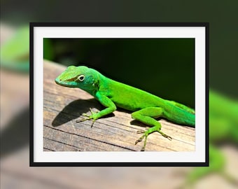 Successful camouflage -- Green caribbean lizard [Petit-Bourg, Guadeloupe]