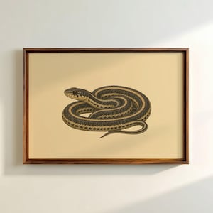 May include: A framed wall art print featuring a detailed illustration of a coiled garter snake. The snake has a dark brown and black patterned body with a distinct light yellow stripe running along its length, set against a solid cream background.