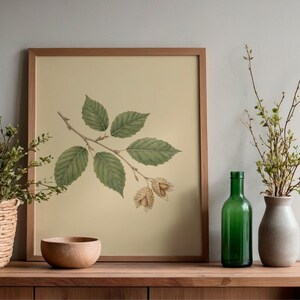 May include: A framed botanical print featuring a detailed illustration of a branch with green leaves and seed pods. The artwork is displayed on a wooden surface, alongside a green bottle, a vase, a wooden bowl, and a woven basket.