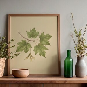 May include: A framed botanical print featuring a detailed illustration of a green maple leaf branch with samara seeds on a light beige background. The artwork is encased in a simple wooden frame, showcasing natural tones and precise leaf veins.