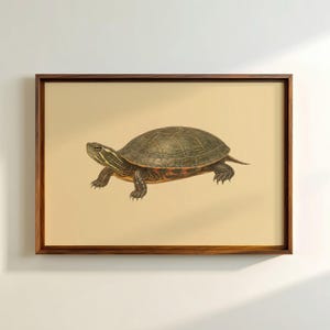 Painted Turtle Print | Vintage Naturalist Reptile Art | Wetland Lakehouse Wall Decor | Printable Digital Download