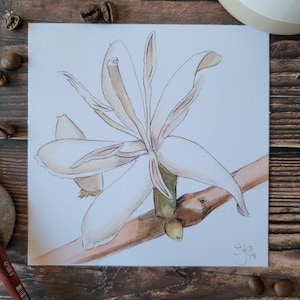 May include: A watercolor painting of a white coffee blossom with brown and green stems. The painting is signed "gjb 19".