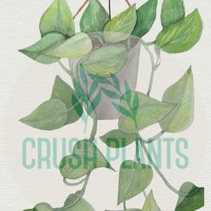 May include: Watercolor painting of a hanging plant with large, heart-shaped green leaves cascading from a gray pot. The text "CRUSH PLANTS" is superimposed over the image in a light green color. The plant is suspended by a brown rope.