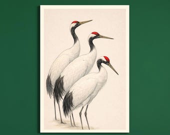 Red Crowned Crane Wall Art Printable, Japanese Crane Illustration, Natural Bird Art, Minimalist Crane Print, Home Decor, Digital Download