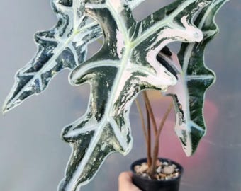 Hoya Carnosa 'madara/snow Angel' - Etsy