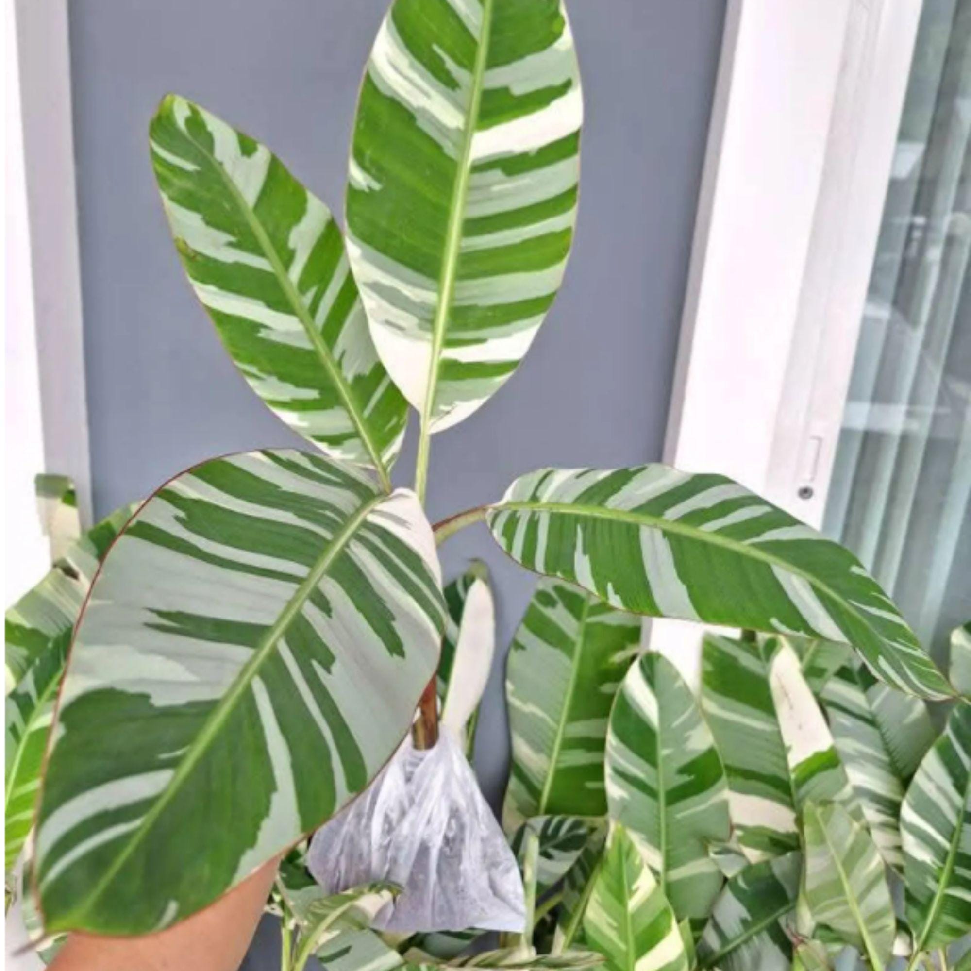 Musa florida variegated - Etsy 日本