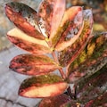Zamioculcas Zamiifolia Black Emerald Orange & Pink Variegated ZZ Rooted Stem Rare Indoor Outdoor product logo