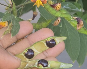 Piselli viola/Gandules (40 semi)