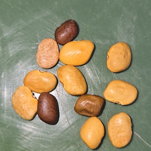Peut inclure: Un ensemble de onze haricots secs dispersés en groupe. Les haricots varient en couleur, présentant des nuances de beige clair, de jaune doré et de brun foncé. Chaque haricot a une forme ovale lisse avec un aspect légèrement aplati et ferme.